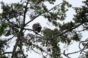 Pair of bald eagles perched in a coniferous tree on an overcast day, facing each other.