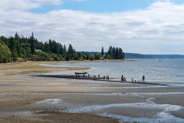 Oyster farming along a strip of beach on the puget sound