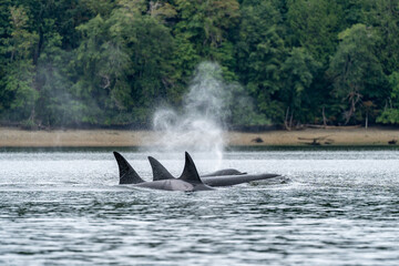 Three orcas swimming in unison with dorsal fins rising out of the water on the puget sound