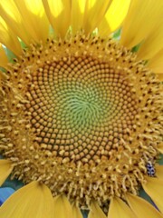 FLOR DE GIRASOL, FORMAS DE UNA FLOR