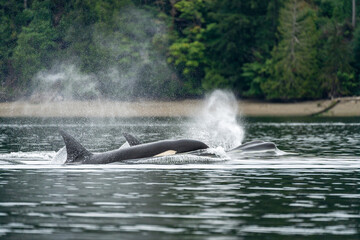 Two orcas in profile emerging from the water on the puget sound, with significant water spray © Zach