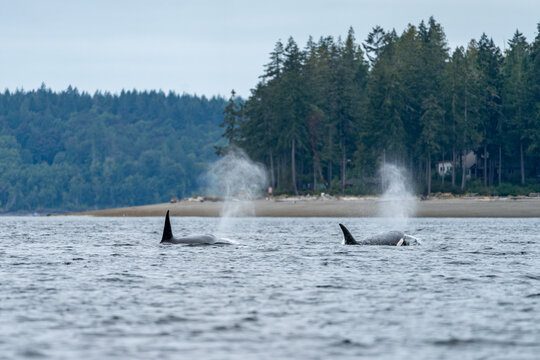 Two orcas spouting from their blowholes near a beach on the puget sound