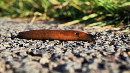 Snail that has no house. Slug is a mollusk that moves on the asphalt. Nuisance to the gardens and crops that are damaged by the gastropods.