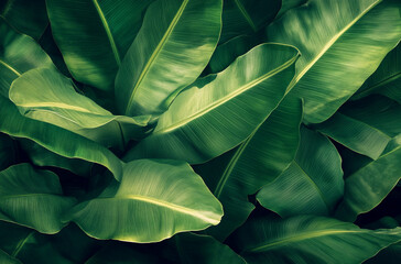 Close up of large banana leaves against a dark green background