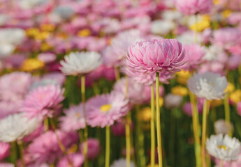 Fototapeta premium The Australian Botanic Garden, Mount Annan is the Australian native plant garden of the Royal Botanic Gardens, Sydney and covers 416 hectares