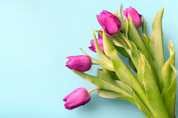 Tongue fresh tulips usually considered as innocence flowers and are an extremely pleasant surprise when we give them just without a chance. On wooden background. Tulips on old boards, spring concept. 