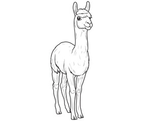 Alpaca silhouette vector, llama line art vector, animal vector