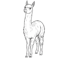 Alpaca silhouette vector, llama line art vector, animal vector