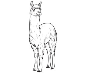 Alpaca silhouette vector, llama line art vector, animal vector