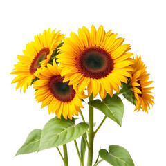 Sunflowers isolated on transparent background with clipping path. Front view.