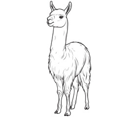 Fototapeta premium Alpaca silhouette vector, llama line art vector, animal vector