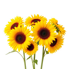 Naklejka premium Sunflowers isolated on transparent background with clipping path. Front view.