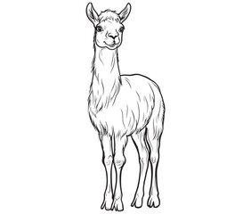 Alpaca silhouette vector, llama line art vector, animal vector