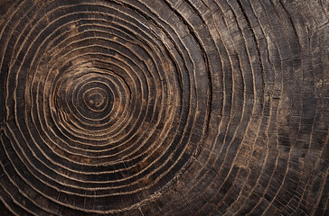 Naklejka premium Close-up of tree rings with the wood grain visible and cross sections 