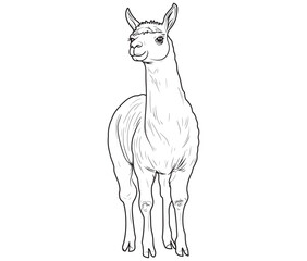 Alpaca silhouette vector, llama line art vector, animal vector