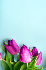 Tongue fresh tulips usually considered as innocence flowers and are an extremely pleasant surprise when we give them just without a chance. On wooden background. Tulips on old boards, spring concept. 
