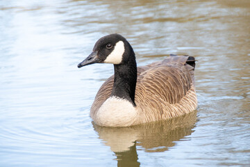 Canadian geese, Branta canadensis on the lake. Wild geese swim in the Park,Close-up of a Canada goose Branta canadensis, foraging in a green meadow