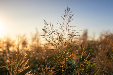 Calm scene of fresh green coastal grass, spikelet of reeds, stalks at sunset, blurred background. Nature, summer landscape, grass concept