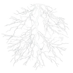 Fototapeta premium branch with leaves on transparent background png