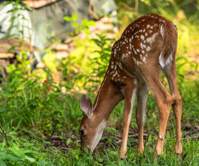 A whitetail deer fawn in the wild eating grass in Warren County, Pennsylvania, USA on a sunny summer day