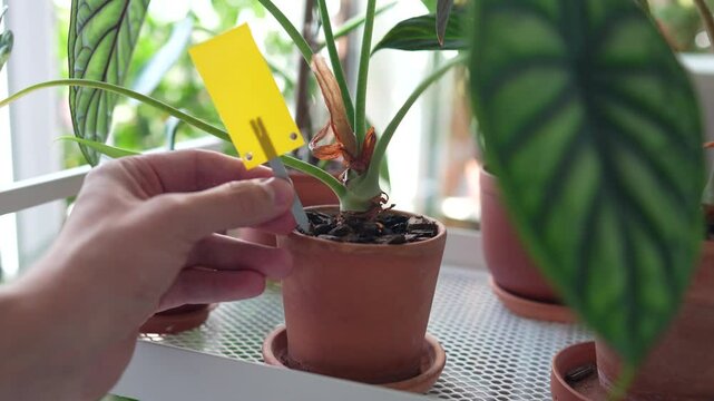 Man sets yellow sticky trap to protect indoor plants from fungus gnats closeup. Non-toxic flypaper for Sciaridae insect pests around Alocasia houseplant at home garden. Eco plant pest control indoor. 