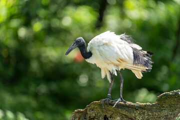 Black-headed ibis sitting on a rock