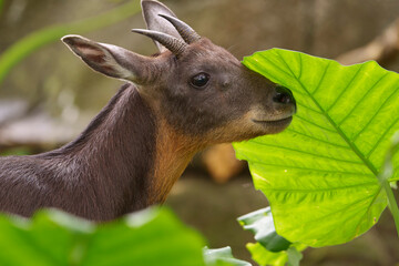 Taiwan serow in the forest