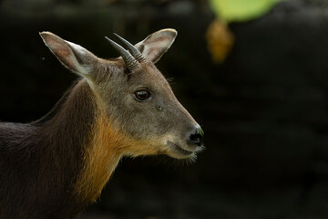 Portrait of a Taiwan serow