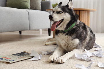 Naughty Husky dog with torn paper in living room