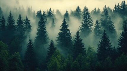 Fototapeta premium A misty morning view of a forest, with tall, shadowy trees disappearing into the fog, creating a mysterious and serene atmosphere.