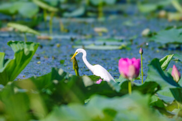 Obraz premium 夏の琵琶湖の風景。湖北水鳥公園付近のハス