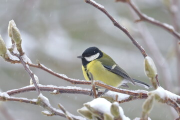 great tit