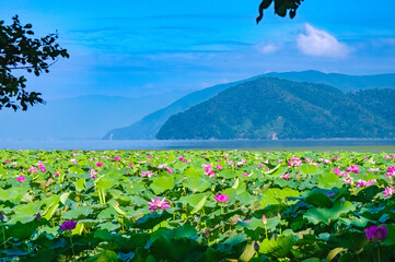 夏の琵琶湖の風景。湖岸一面に広がるの蓮