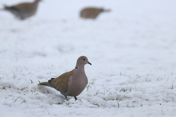 snow bird