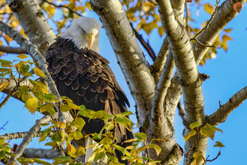 2023-12-31 A MATURE BALD EAGLE PERCHED IN A TREE LOOKING DOWN ACROOS ITS BODY SUNSHINE ON ITS FEATHERS IN THE UNIVERSITY OF WASHINGTON SLOUGH