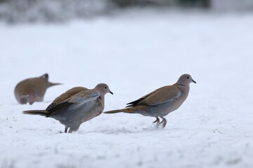 snow bird