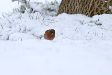 winter garden bird