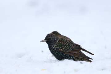 winter garden bird
