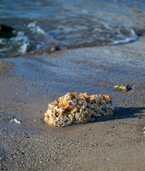 Large Coral Rock Closeup on Waikiki Beach, Hawaii.
