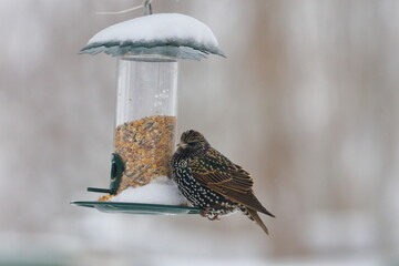 Naklejka premium winter garden