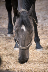 horse eating hay