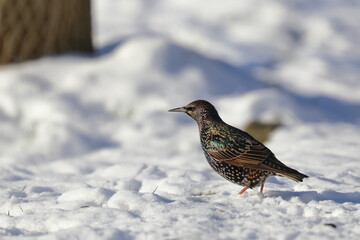 winter garden bird