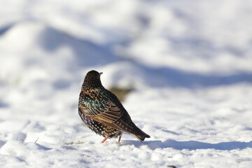 winter garden bird