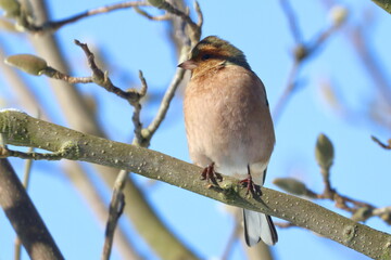 winter garden bird