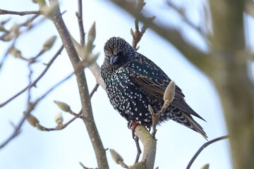 winter garden bird