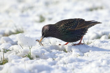 winter garden bird