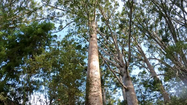 Kauri Trees of Waitakere Ranges, Forest Canopy with Ancient Allure, Straight Trunks, and Lush Green Foliage located in New Zealand