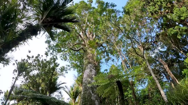 Kauri Tree The Pou of Waitakere Ranges, Forest Canopy with Ancient Allure, Straight Trunks, and Lush Green Foliage located in New Zealand