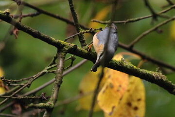 nuthatch