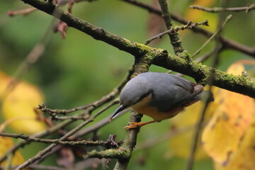 nuthatch